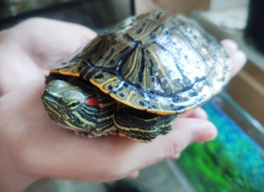 Воронежские зоозащитники выступили с инициативой запретить свободный ввоз и продажу красноухой черепахи